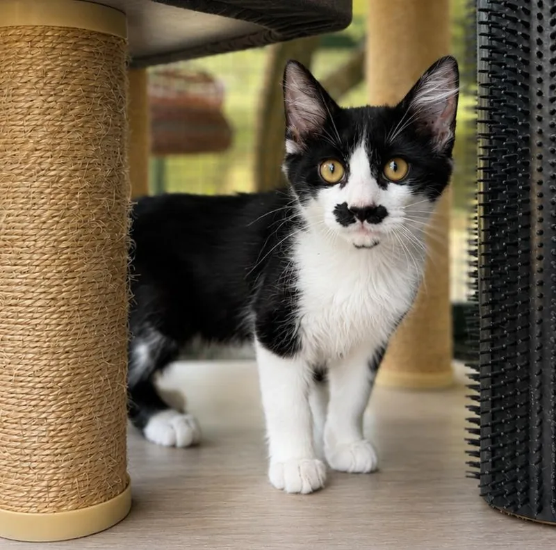 A baby small-sized male Domestic Long Hair cat named Mario for adoption in Lathrop, CA