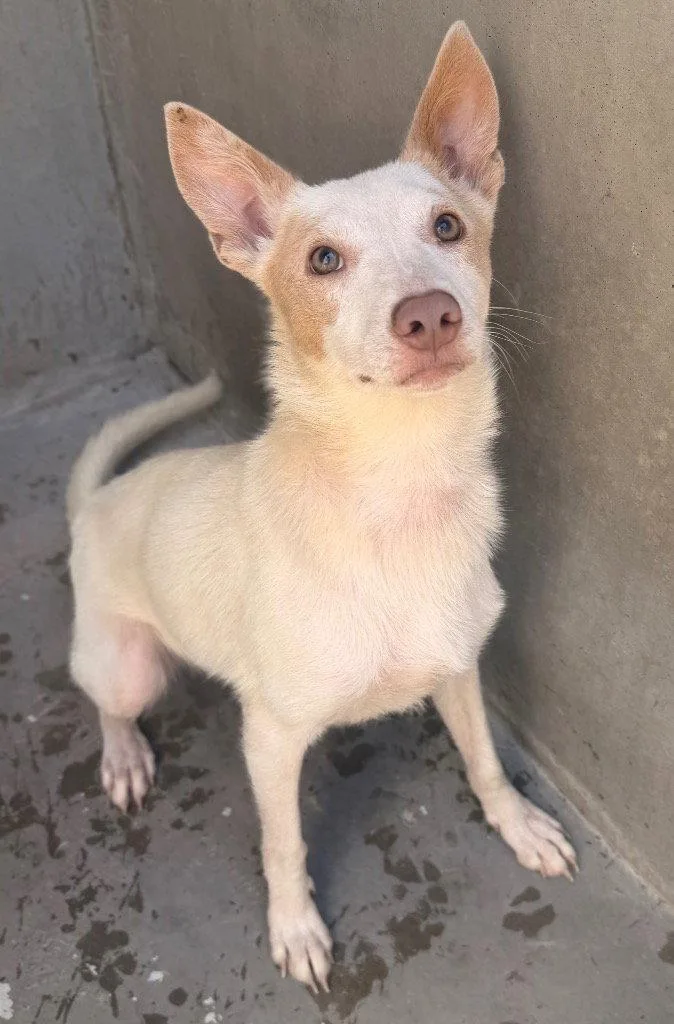 A young medium-sized female Australian Cattle Dog / Blue Heeler dog named Flora for adoption in Bloomfield, CT