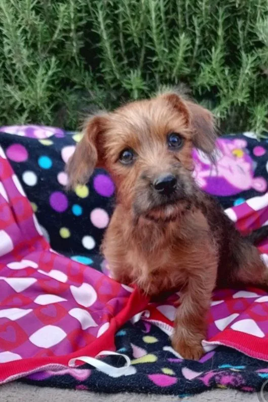 A baby medium-sized female Yorkshire Terrier dog named Wednesday for adoption in Mentone, CA