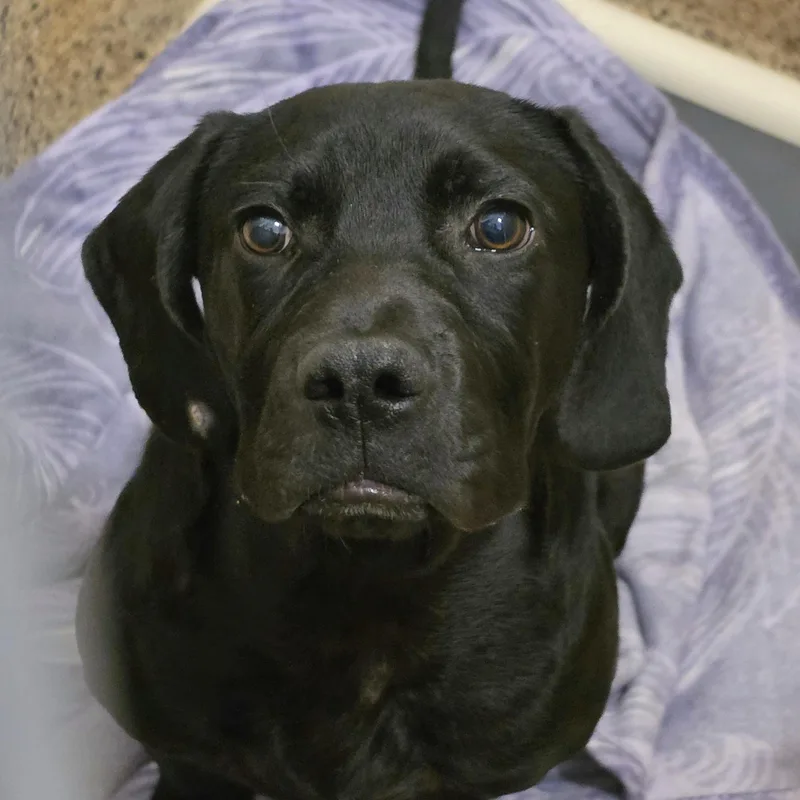 A young medium-sized male Black Mixed Breed dog named Jelly Bean for adoption in Aiken, SC