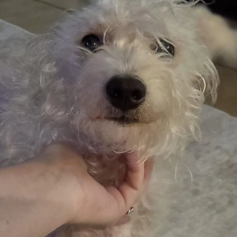 A young small-sized male White / Cream Poodle dog named Duncan for adoption in SAN ANGELO, TX