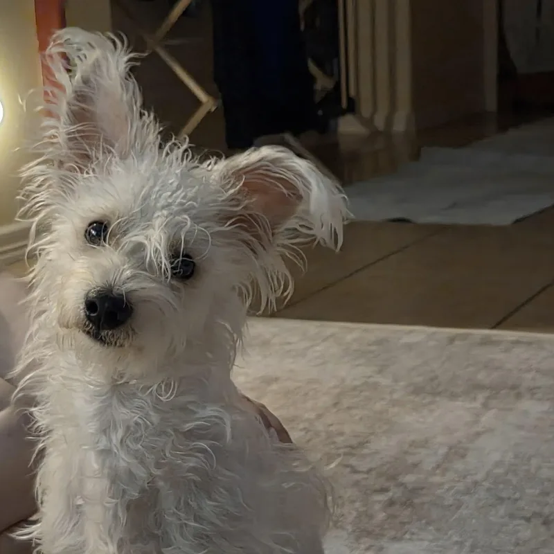 Duncan thumbnail 2