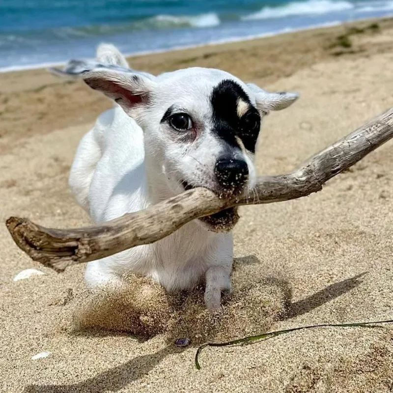 Princess Leia