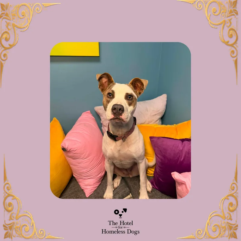 A young large-sized female White / Cream Terrier dog named Bailey for adoption in Cumberland, RI
