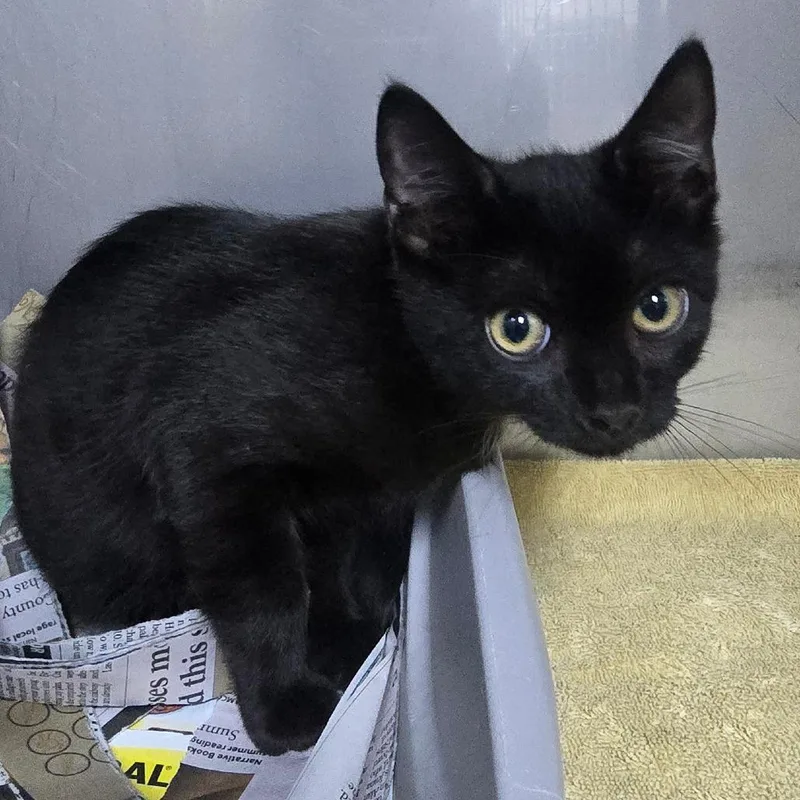 A baby small-sized male Black Domestic Short Hair cat named George for adoption in Marble, NC