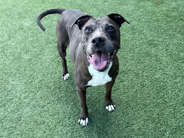 A senior large-sized female Mixed Breed dog named Liza for adoption in Dallas, TX