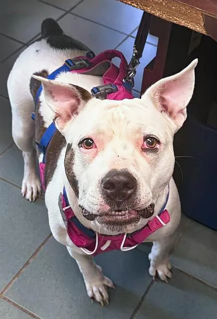 An adult large-sized female Brown / Chocolate Mixed Breed dog named Chalupa for adoption in Nashville, TN