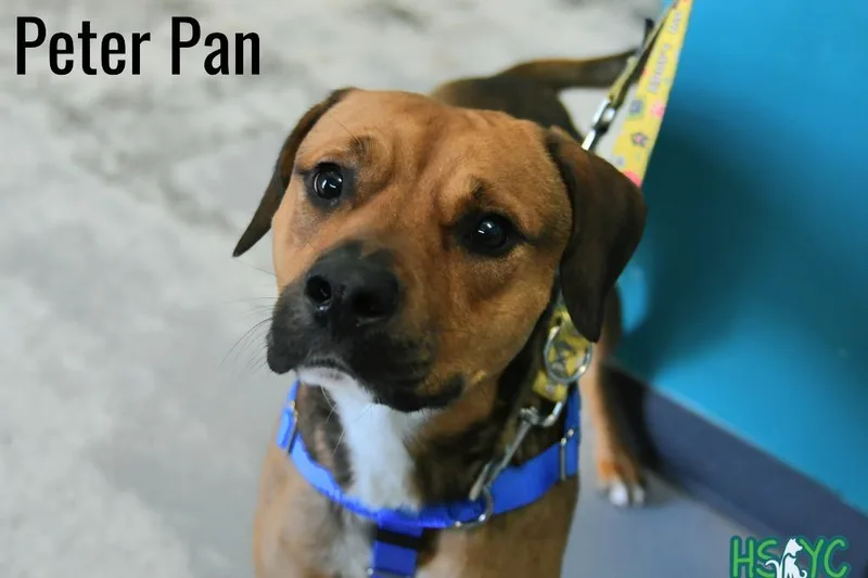 A young medium-sized male Mixed Breed dog named Peter Pan for adoption in Fort Mill, SC