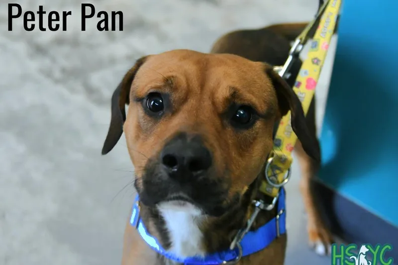 Peter Pan thumbnail 2