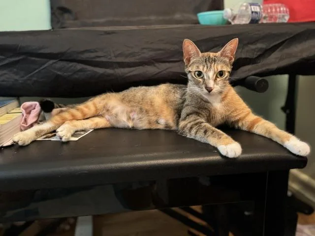 A young medium-sized female Torbie Domestic Short Hair cat named Maple for adoption in Los Angeles, CA