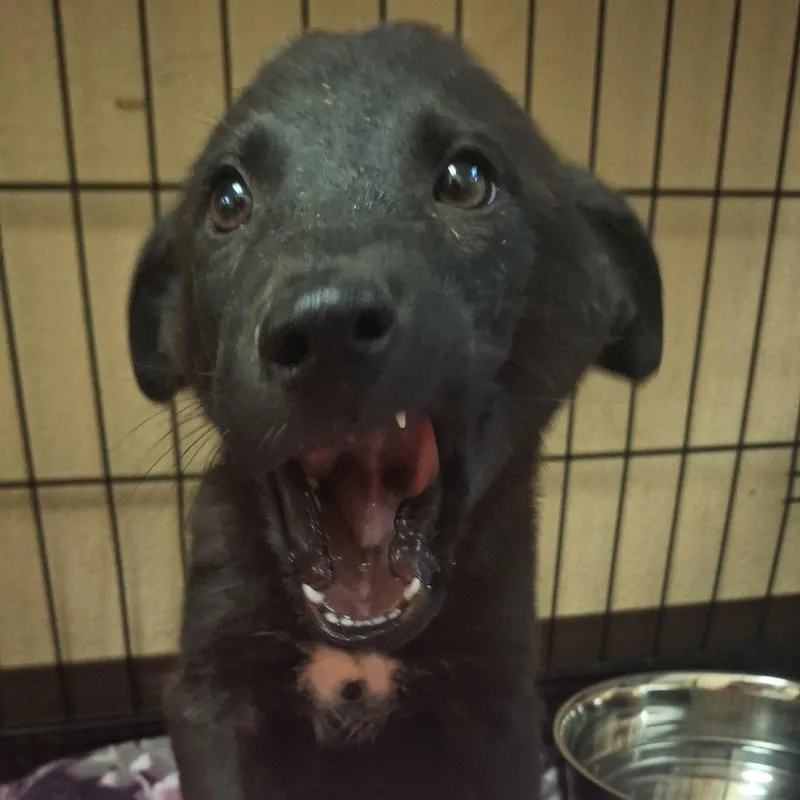 A baby small-sized male Black Shepherd dog named Damien for adoption in Flagstaff, AZ