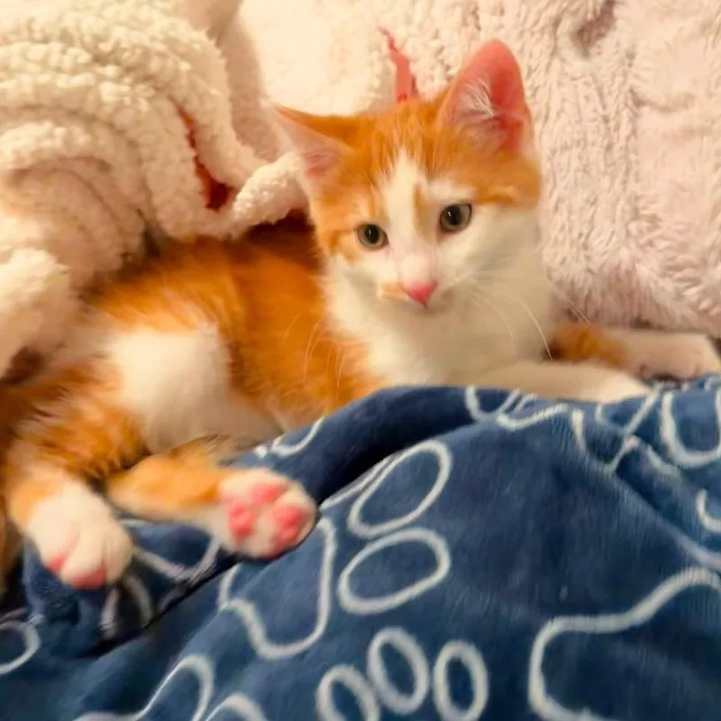 A baby medium-sized male Orange & White Domestic Short Hair cat named Kangaroo for adoption in Roanoke, VA