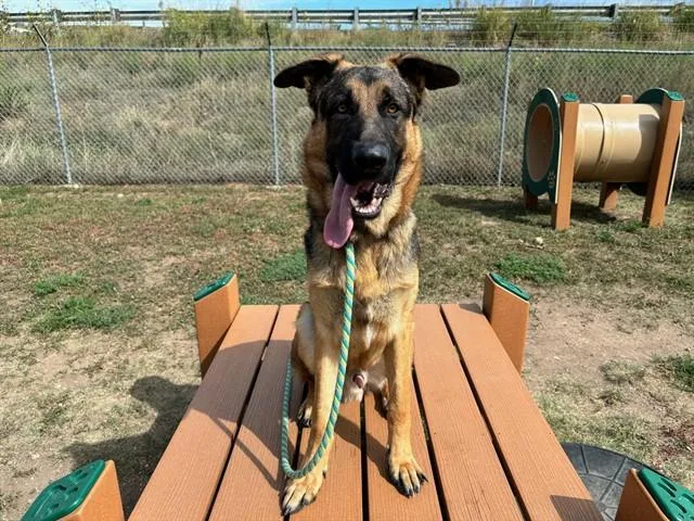 Levi