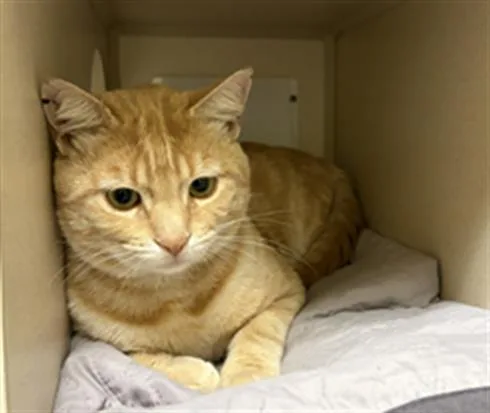 An adult small-sized male Domestic Short Hair cat named Tarzan for adoption in Denver, CO
