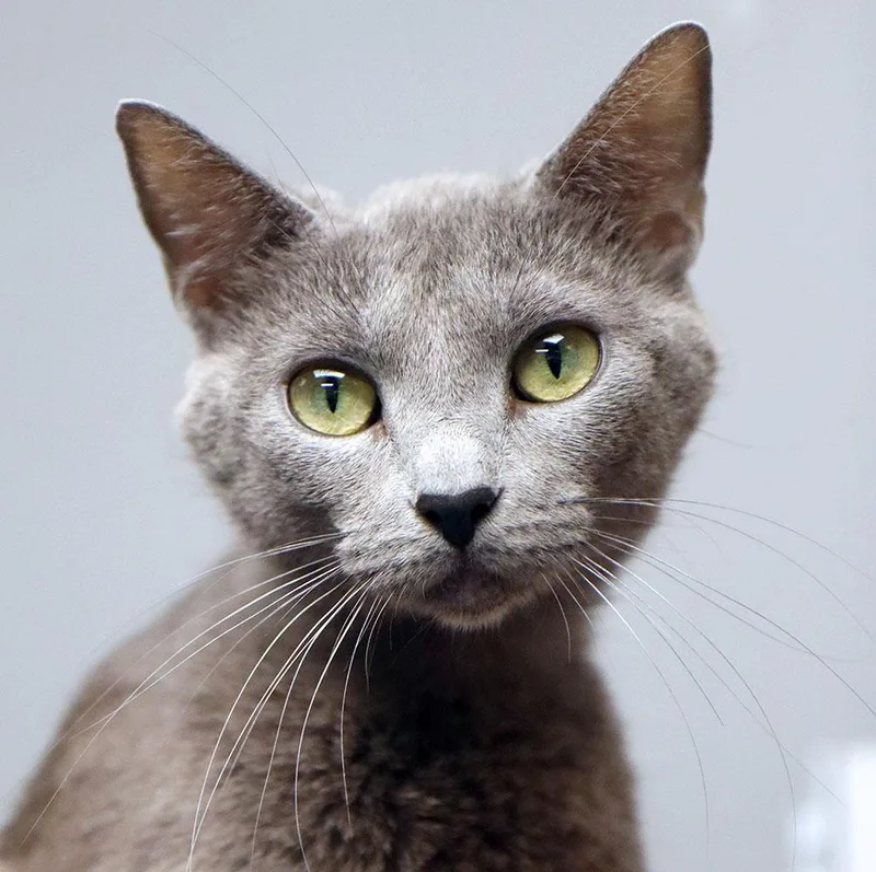 A young medium-sized female Gray / Blue / Silver Domestic Short Hair cat named Claudia for adoption in Kansas City, KS