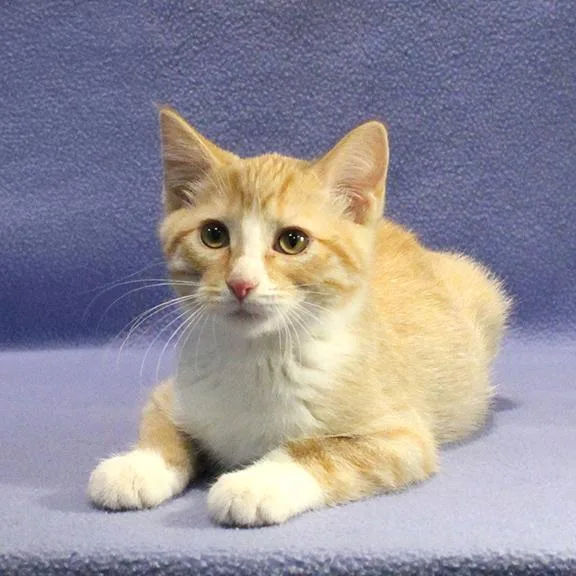 A baby medium-sized male Orange & White Domestic Short Hair cat named Steve for adoption in Overland Park, KS