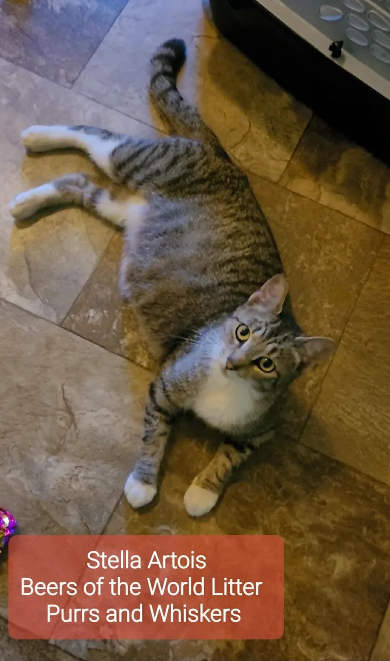 A young medium-sized female Tabby (Tiger Striped) Domestic Short Hair cat named Stella Artois for adoption in New Hartford, NY