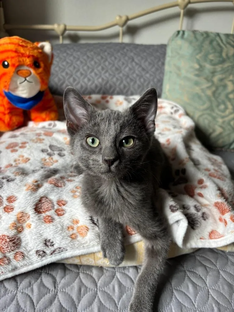 A baby small-sized male Domestic Short Hair cat named Smokey for adoption in San Jacinto, CA