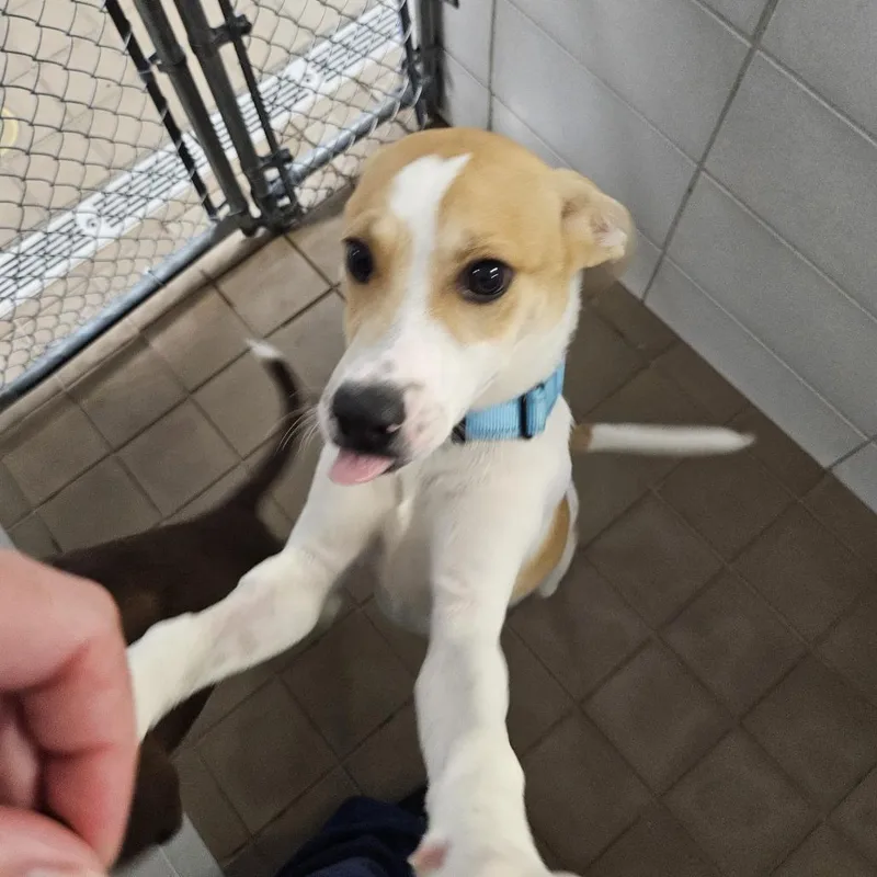 A baby medium-sized male Yellow / Tan / Blond / Fawn Mixed Breed dog named Jack for adoption in Wantagh, NY