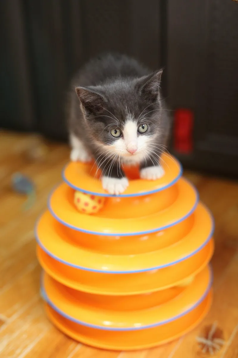 A baby medium-sized female Gray & White Domestic Short Hair cat named Zemfira for adoption in New Prague, MN