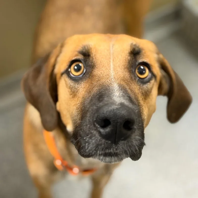 An adult medium-sized female Yellow / Tan / Blond / Fawn German Shepherd Dog dog named Phoebe for adoption in Durango, CO