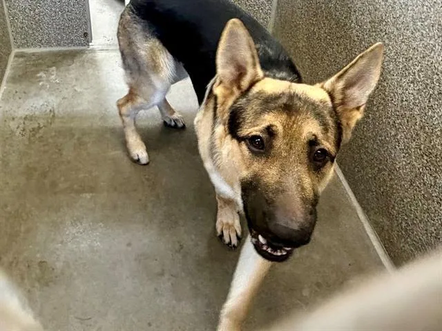A young large-sized male German Shepherd Dog dog named Bandit for adoption in Santa Rosa, CA
