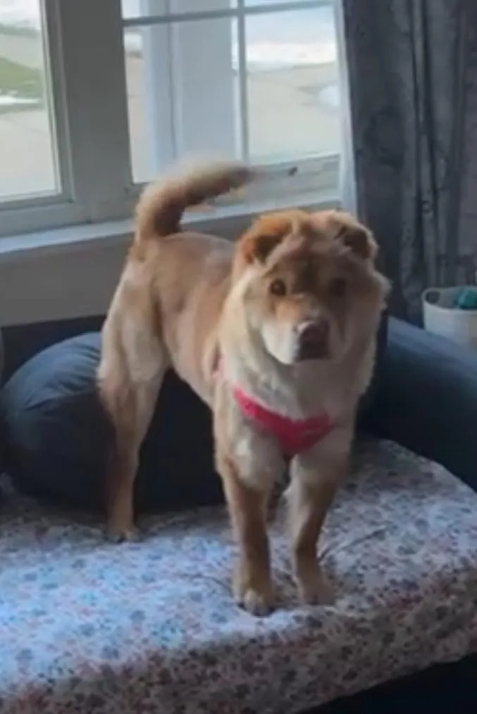 Puppy Zoey thumbnail 2