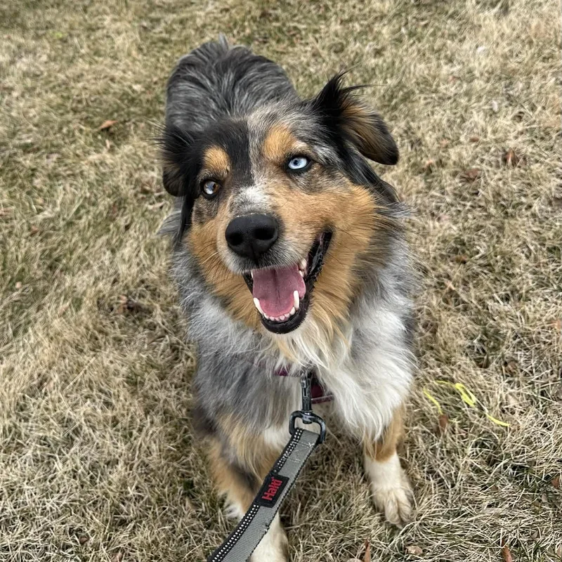 Patches Home Visit In thumbnail 3