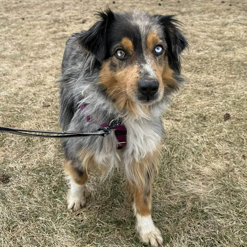 Patches Home Visit In thumbnail 5