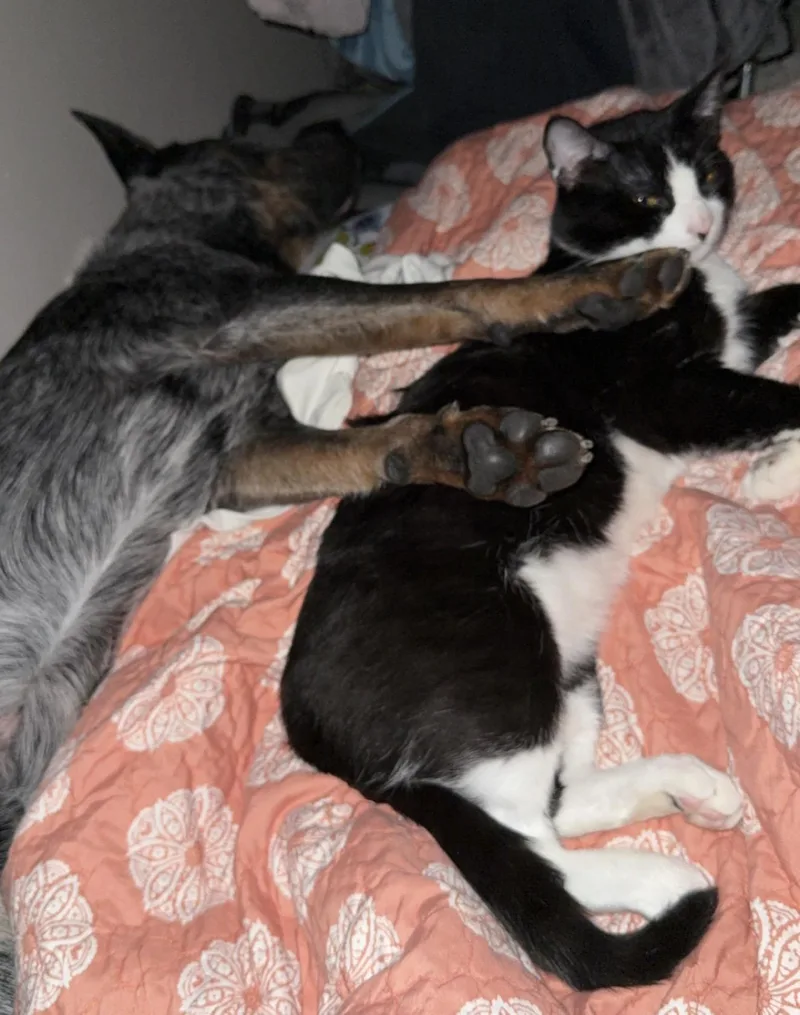 A baby large-sized male Black & White / Tuxedo Domestic Short Hair cat named Inky for adoption in Austin, TX