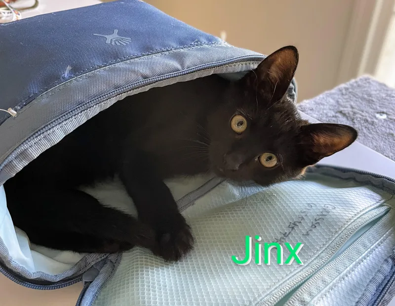 A baby small-sized male Black American Shorthair cat named Baby Jinx for adoption in Cleveland, OH
