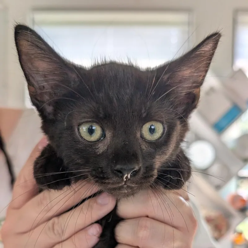 A baby small-sized male Black Domestic Medium Hair cat named Buzz for adoption in Chapel Hill, NC