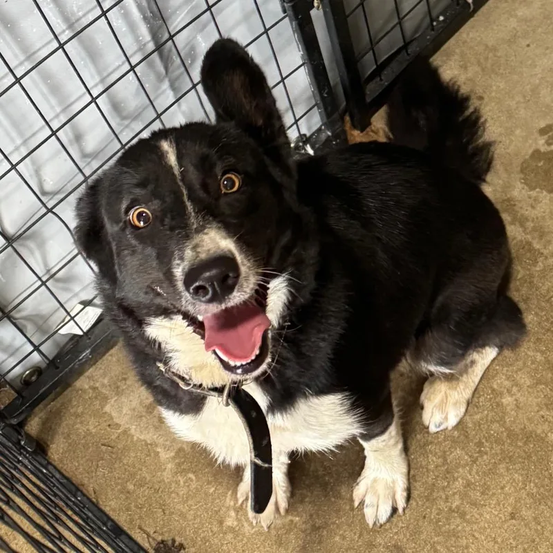An adult medium-sized female Black Border Collie dog named Cardi for adoption in Birmingham, AL