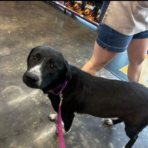 An adult medium-sized female Black Labrador Retriever dog named Bellaluna for adoption in Austin, TX
