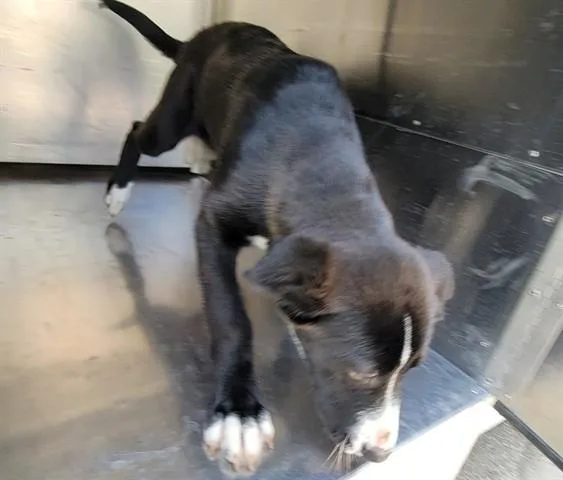 A baby small-sized female Labrador Retriever dog named Dwuenda for adoption in Garland, TX
