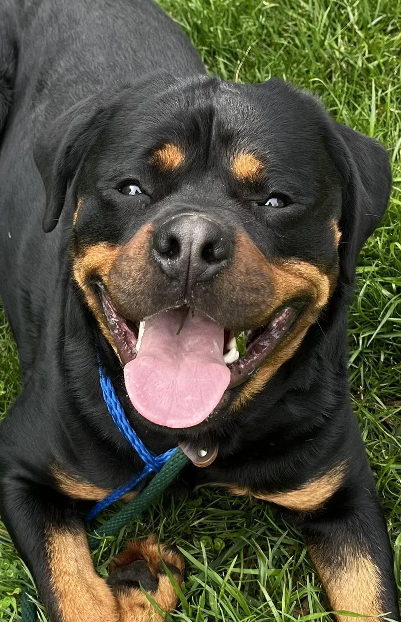 A young extra large-sized male Rottweiler dog named Benson for adoption in Mooresville, NC