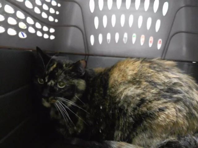 A senior medium-sized female Domestic Short Hair cat named Booboo for adoption in Omaha, NE