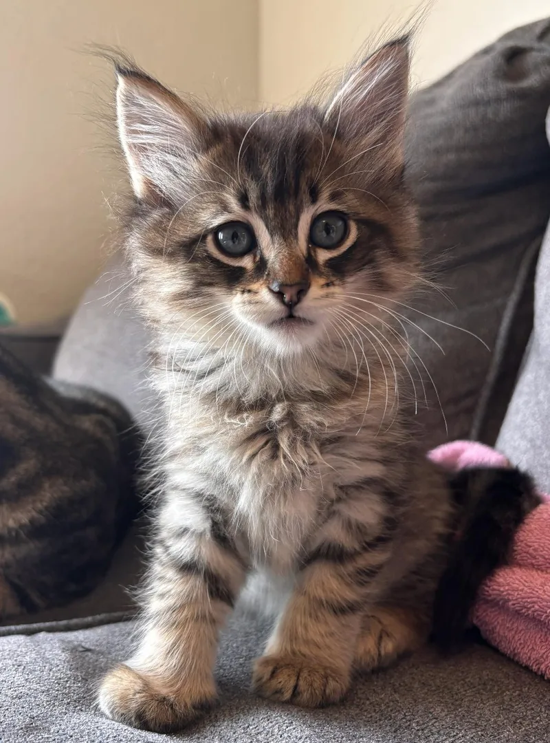 A baby medium-sized male Domestic Medium Hair cat named David Rose Cat for adoption in Frisco, TX
