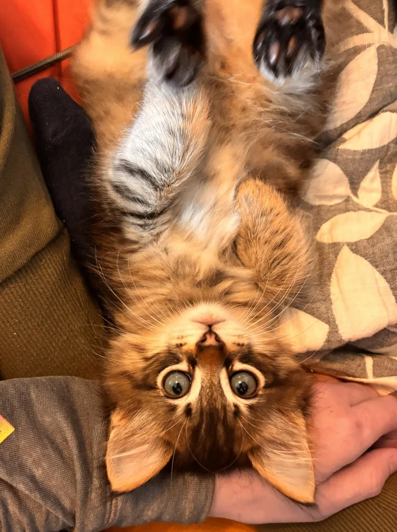 David Rose Cat thumbnail 3