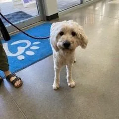 An adult medium-sized male Mixed Breed dog named YORKStray for adoption in York, PA