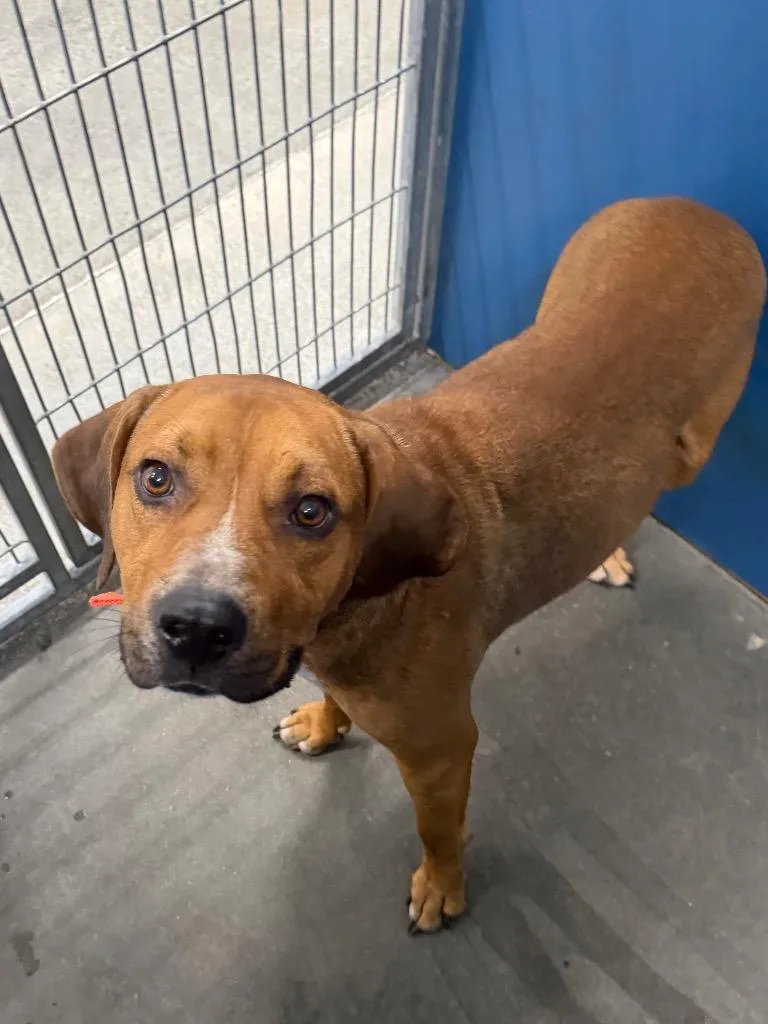 An adult large-sized male Mixed Breed dog named Redd for adoption in Henderson, NC