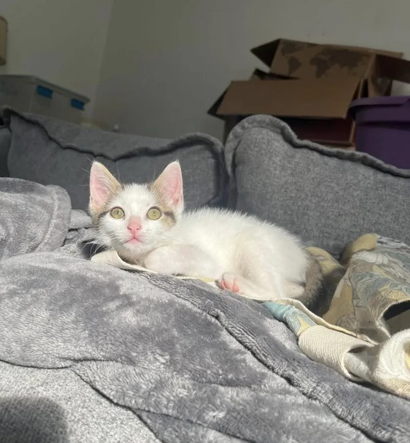 A young medium-sized female Domestic Short Hair cat named Tulip for adoption in Fort Thomas, KY