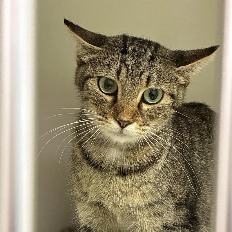 An adult small-sized female Brown / Chocolate Domestic Short Hair cat named 72227 for adoption in Harrisonburg, VA