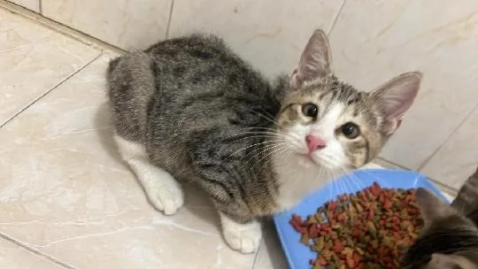 A baby small-sized female Tabby cat named Tiana for adoption in Rincon, PR