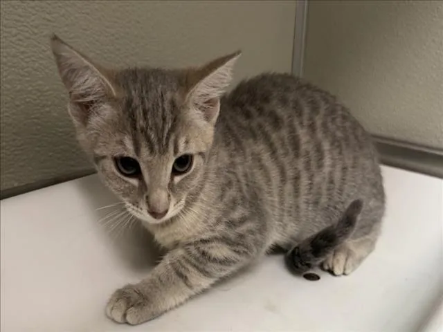 An adult medium-sized female Domestic Short Hair cat named Sugar for adoption in Tracy, CA