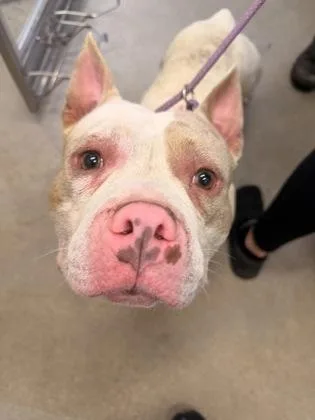A young medium-sized male White / Cream Pit Bull Terrier dog named Nougat for adoption in Cleveland, OH