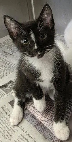 A baby large-sized male Black & White / Tuxedo Domestic Short Hair cat named CA Larry for adoption in Glen Allen, VA