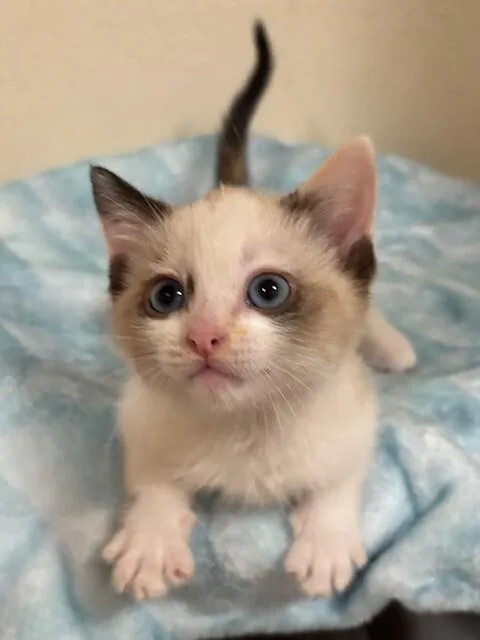 A young medium-sized female Cream / Ivory Domestic Short Hair cat named Breeze for adoption in Fort Collins, CO
