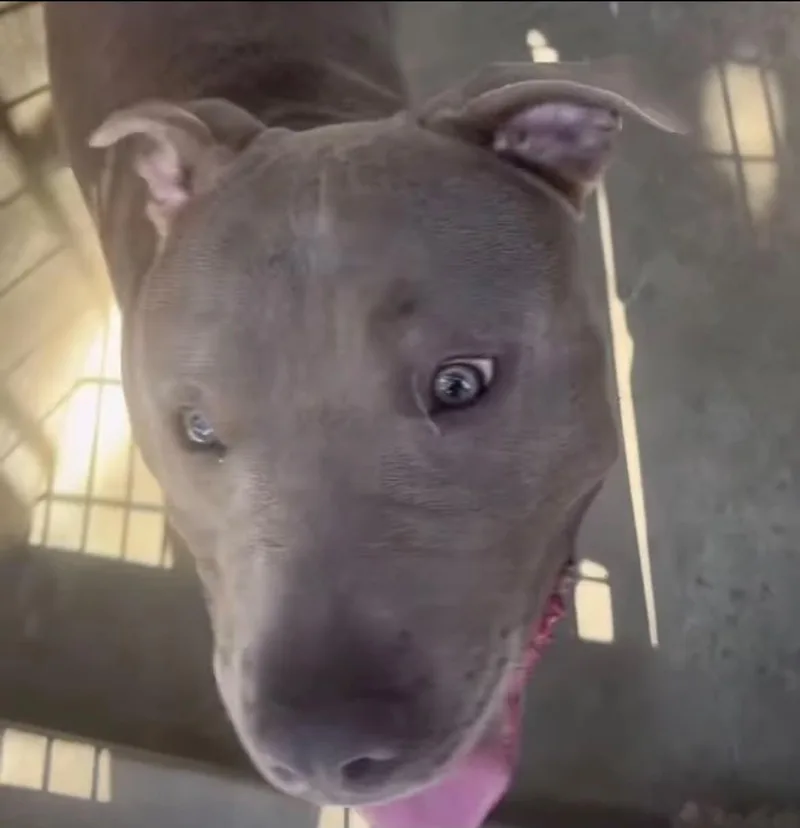 A young large-sized male American Staffordshire Terrier dog named Kane for adoption in Sierra Madre, CA