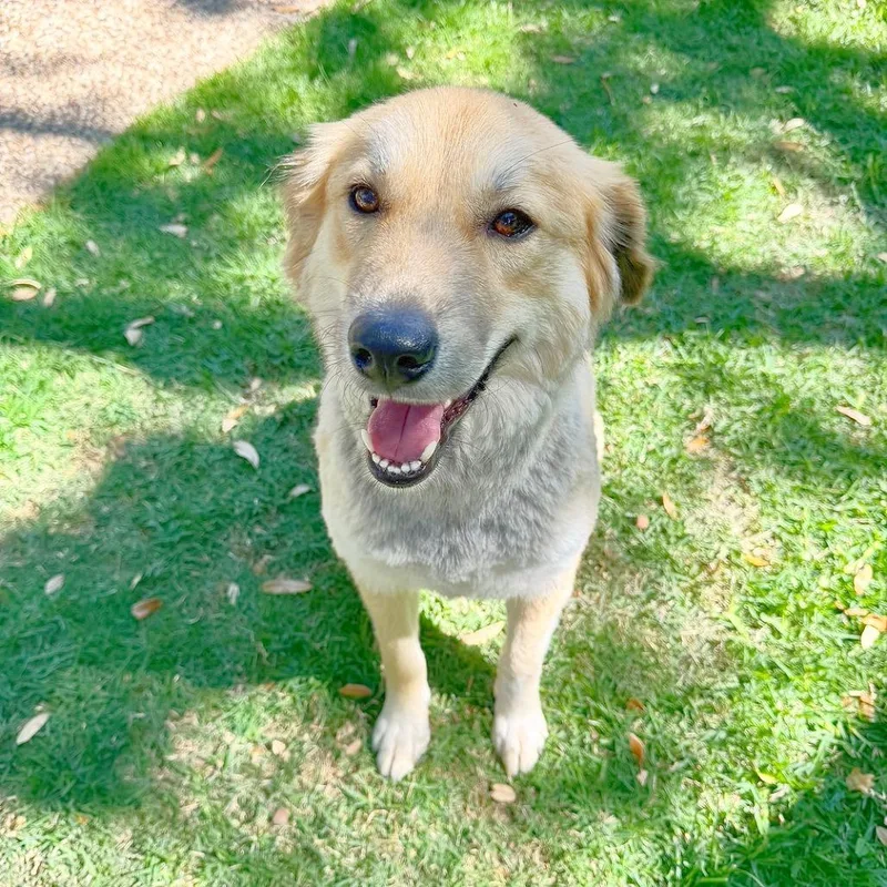 An adult large-sized female Golden Great Pyrenees dog named Honey Bun for adoption in Flower Mound, TX